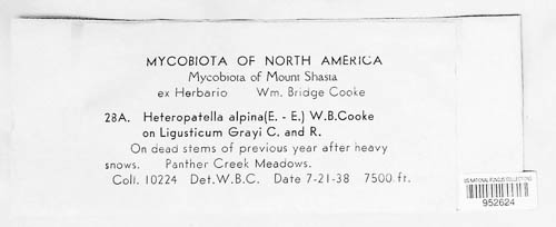 Heteropatella image